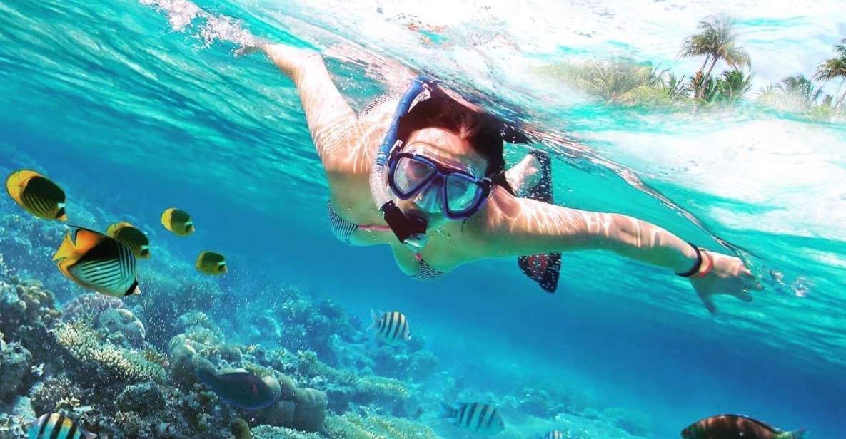 Discover Catalina Island - Snorkelling, Open Buffet & Drinks - Snorkeling in Coral Reefs