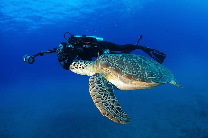 DISCOVER Scuba Diving Experience in Honolulu - Cancellation Terms and Policies