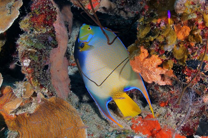 Discover Scuba Diving Experience - Pickup and Cancellation Policy