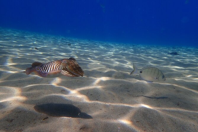 Discover Scuba Diving in Lanzarote (Costa Teguise) - Small-Group Experience