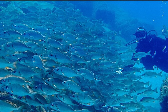 Discover Scuba Diving, Tenerife. Photos and Videos Included - Meeting Location and Pickup Details