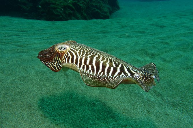 Discover the Underwater World of Lanzarote - Start and End Times