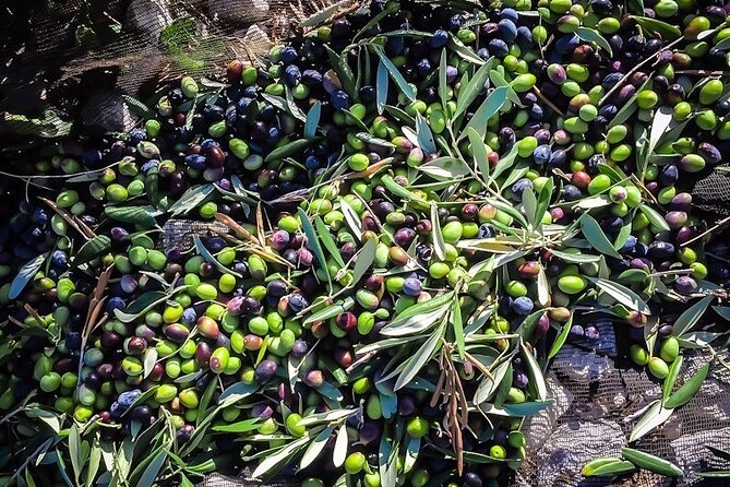 Discovering Extra Virgin Olive Oil - Meeting Point and Logistics