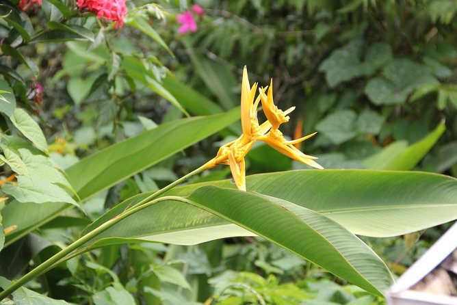 Discovery Day 4x4 Ride - Northern Circuit of Martinique - Highlights of the Northern Circuit