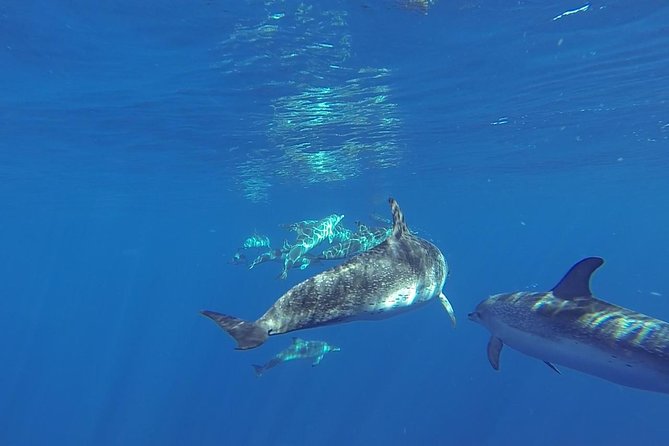 Dolphin and Whale Safari in Gran Canaria - Tour Inclusions and Amenities