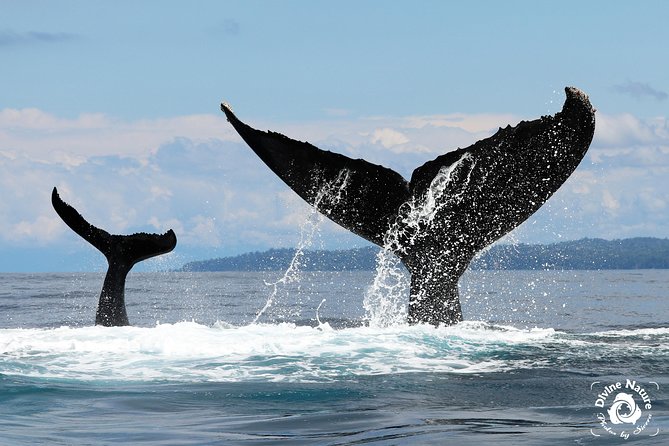 Dolphin and Whale Watching Tour in Drake Bay as Seen on National Geographic - Conservation Education