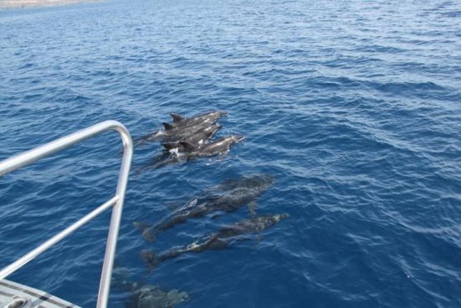 Dolphin and Whales Watching Cruise From Puerto Rico De Gran Canaria - Guest Experiences and Feedback