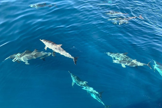 Dolphin Searching Tour in Puerto De Mogán (Keeper UNO Boat) - Meeting Point and Pickup