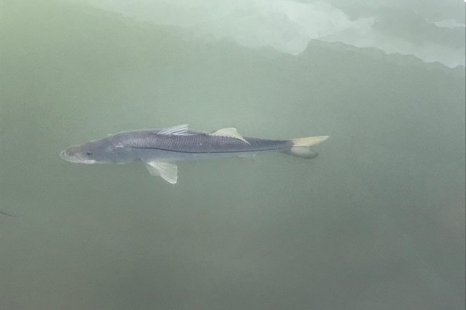Dolphin Shelling Snorkeling Cruise in Tampa - Meeting and Departure Details