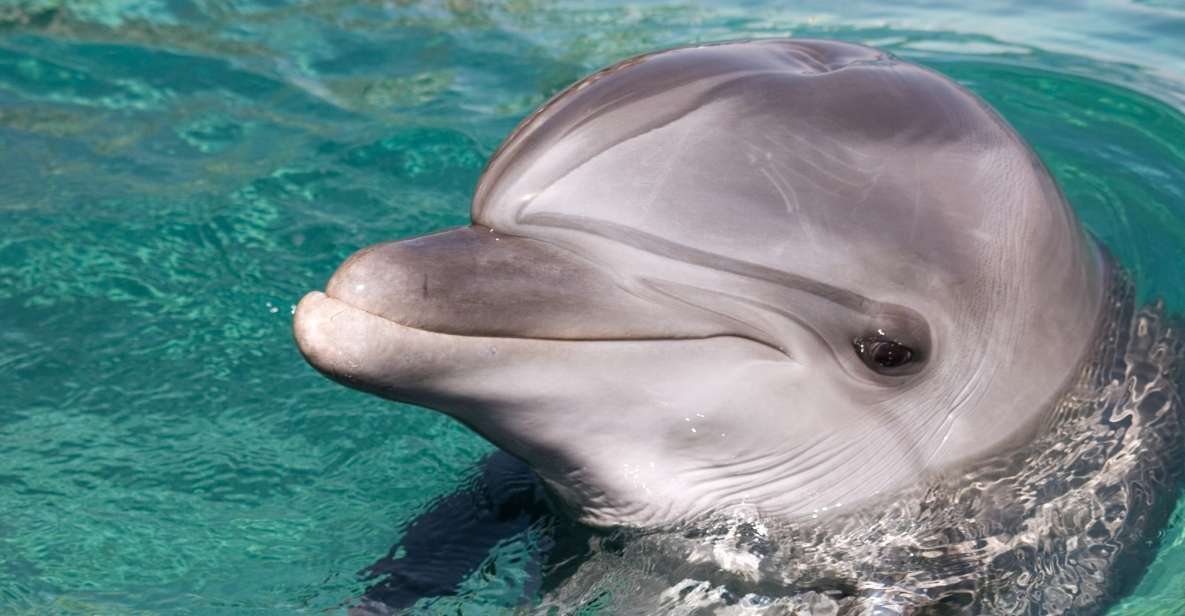 Dolphin Swim Encounter – Dolphin Cove, Ocho Rios, Jamaica - Participant Requirements