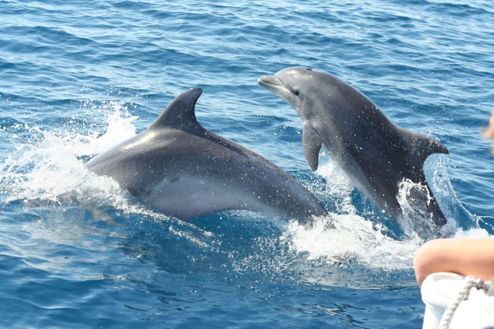 Dolphin Tour by Catamaran in Taormina - Inclusions of the Tour