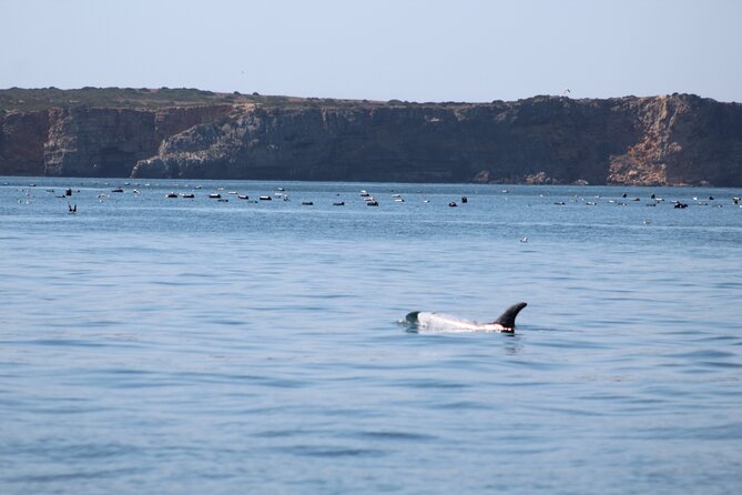 Dolphin Watching Along the Algarve Coast - What to Expect on the Tour