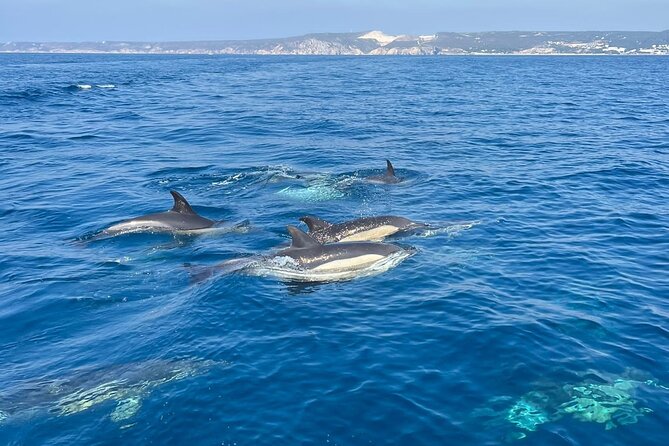 Dolphin Watching and Boat Tour in Sesimbra - Protected Marine Area