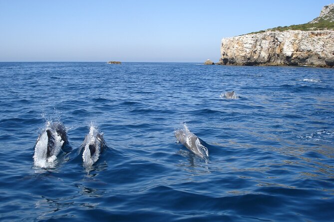 Dolphin Watching at the Arrabida (Lisbon Region) - Meeting Point and Pickup Details