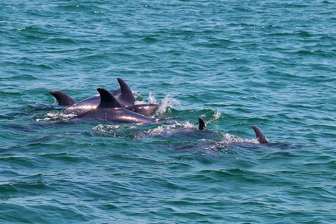 Dolphin Watching Tour by Catamaran From Lisbon - Wildlife Interaction Details
