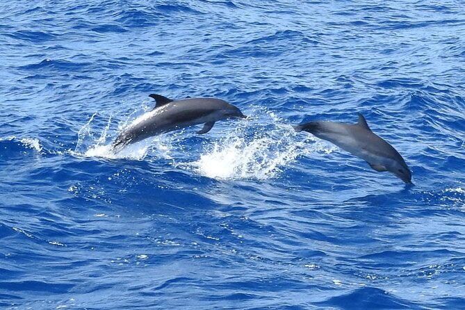 Dolphins, Coral Reefs, Caribbean Coast - Coral Reef Highlights