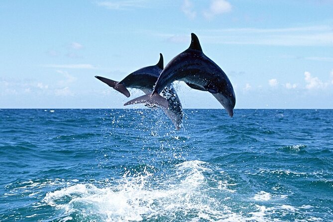 Dolphins Island Cruise - Meeting and Pickup Details