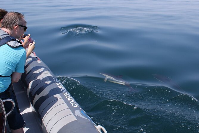 Dolphins Watching - Safety Measures