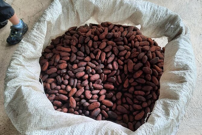 Don Olivo Chocolate Tour - Educational Insights on Cacao