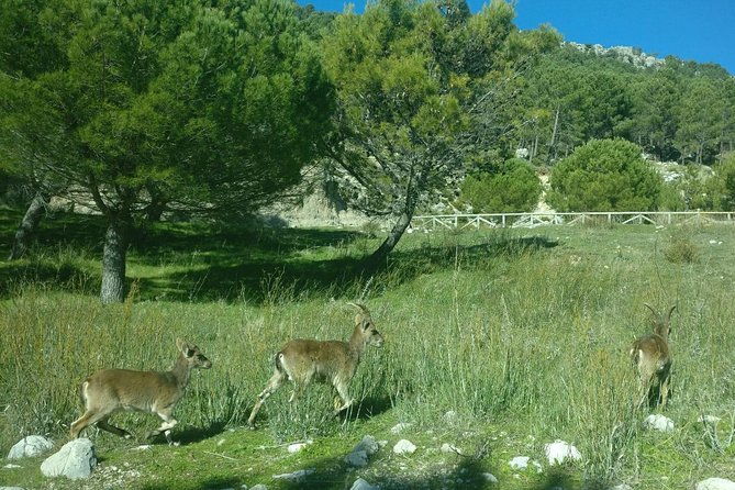 Doñana National Park and El Rocío: Guided Tour From Seville - Meeting and Departure