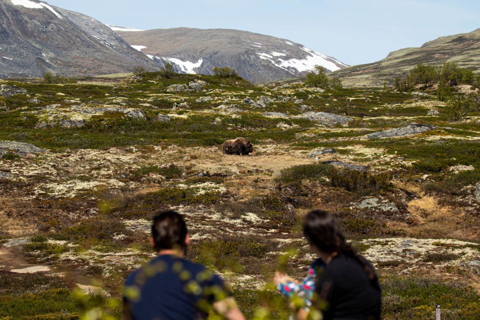 Dovrefjell National Park: Hiking Tour and Musk Ox Safari - Logistics and Meeting Point