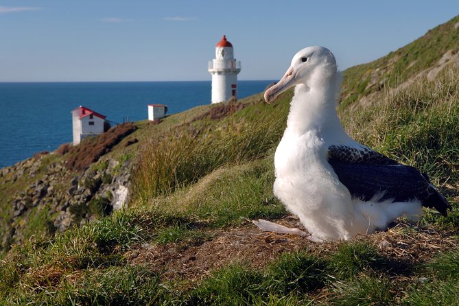Dunedin City Highlights, Otago Peninsula Scenery & Albatross Guided Tour - Tour Experience