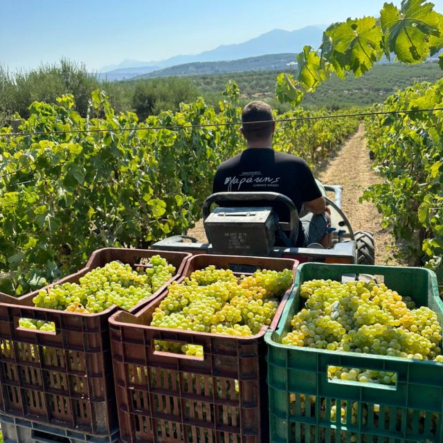 E-Bike-Full Day- Olive Oil Factory & Wine Tasting - Experience and Activities