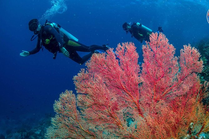 Easy Fun Scuba Dive in El Nido - Scuba Equipment and Safety Measures