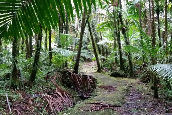 El Yunque Rainforest Hiking Tour From San Juan - What to Expect on the Hike