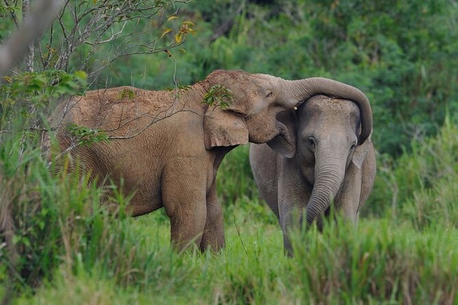 Elephant and Animal Watching in Kuiburi National Park - Join Afternoon Tour - Guest Feedback and Reviews