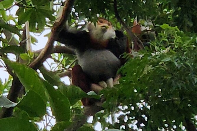 Endangered Monkeys Watching - Red Shanked Douc Langurs - Whats Included in Tour