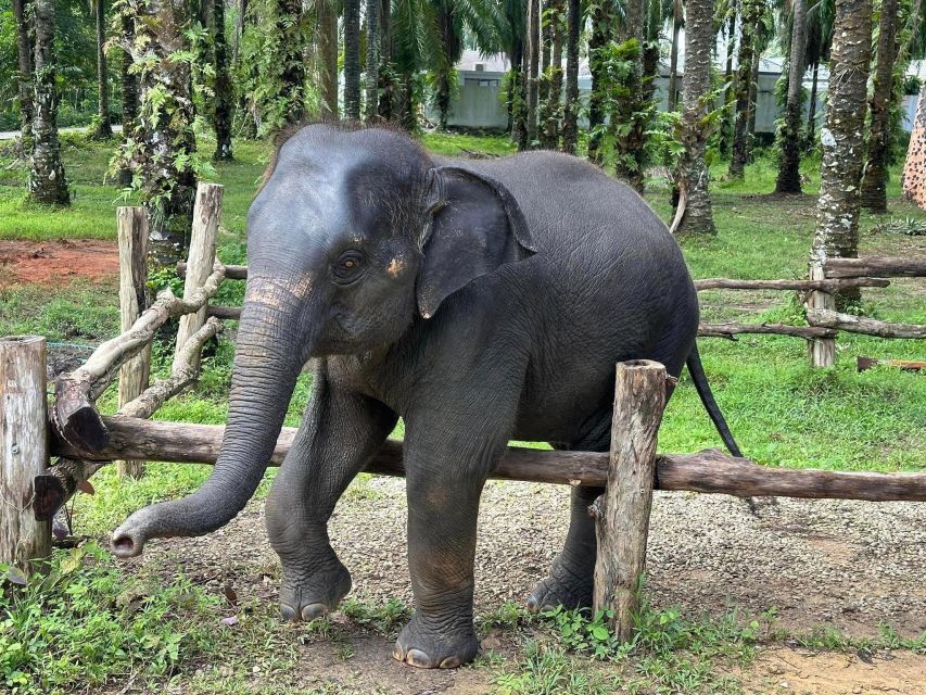 Enjoy Elephant Bathing and Herb With Elephant - Walking With Elephants