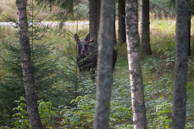 Evening Wildlife Safari Stockholm - Important Tour Information