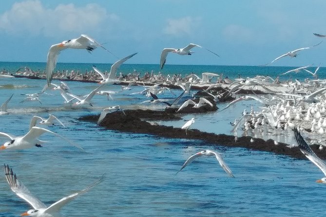 Everglades National Park Dolphin, Birding and Wildlife Boat Tour (2 Hours) - Meeting and Pickup Details