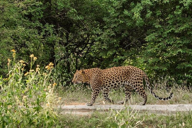 Exclusive Safari at Jhalana Leopard Park Including Transfers - Age and Health Restrictions