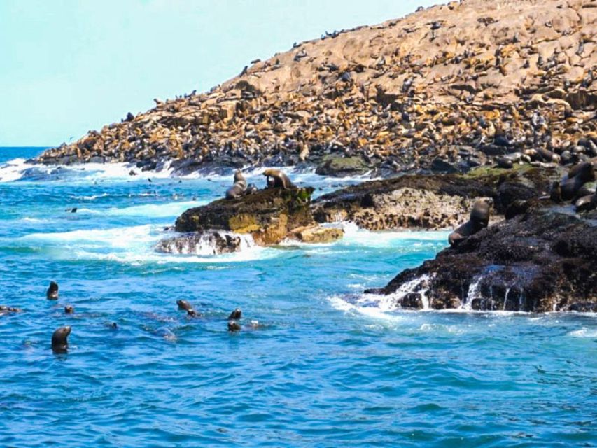 Excursion to Palomino Island | Entrance, Sea Lions | - Itinerary