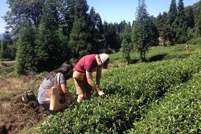 Experience Chengdu: Private Tea-Making Day Tour of Mengdingshan Tea Plantation - Cultural Significance of Tea