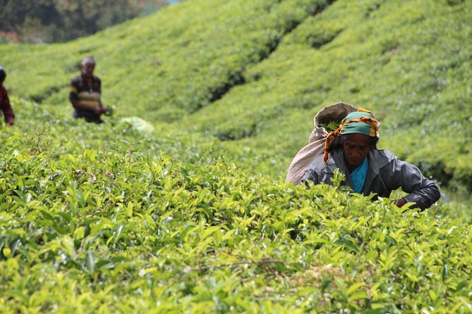 Explore the Best of Ella. Hiking, Waterfalls and Cultural Tour - Breathtaking Waterfalls in Ella