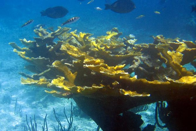 Fajardo Afternoon Snorkeling Adventure Tour - Tour Group Size
