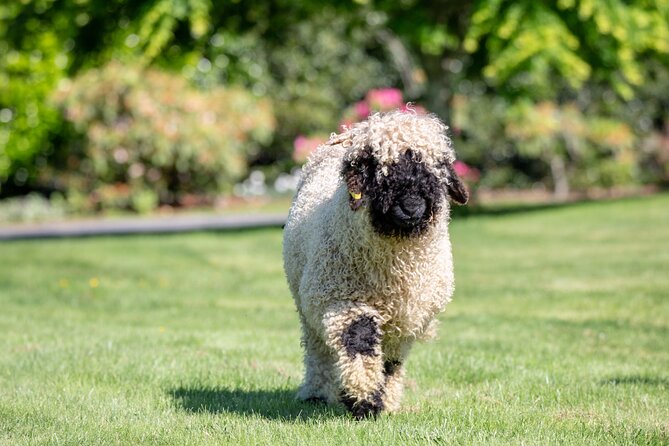 Farm Tour With the Cutest Sheep in the World in Cromwell 9384 - Key Highlights of the Tour