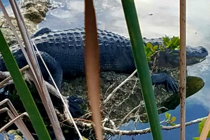 Florida Keys Nature & History Tour From Key West - Wildlife Encounters
