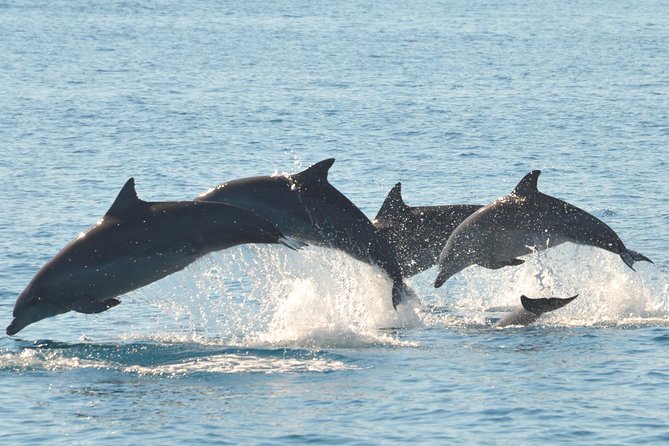 Fraser Island & Dolphin Sailing Adventure - Wildlife Encounters