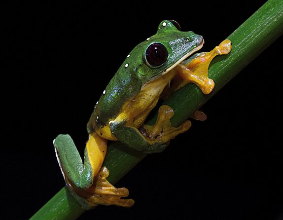 Frog Watching Jungle Night Walk - Best Time for Frog Watching