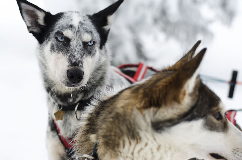From Abisko: Dog Sledding Excursion to Kiruna With Fika - Itinerary and Activities