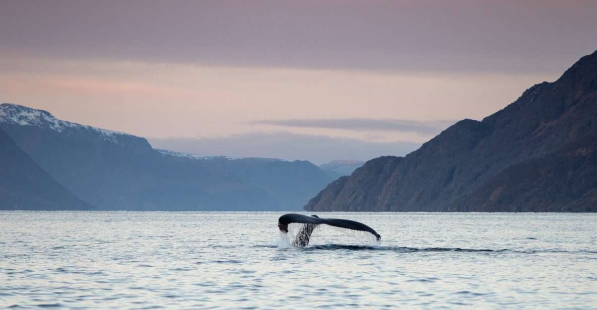 From Alta: Fjord & Whale Adventure - Scenic Highlights