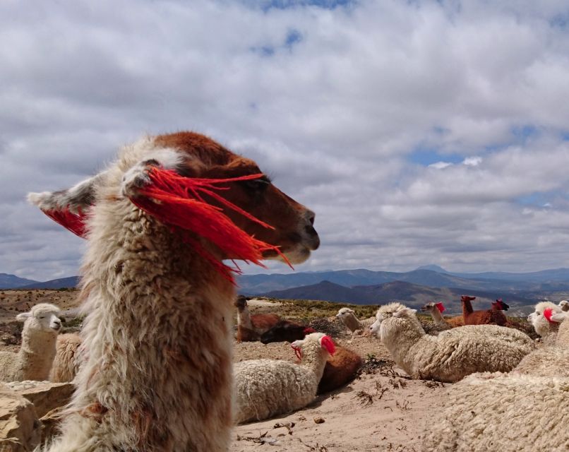 From Arequipa: Colca Canyon 2-Day Tour - Day 1 Activities