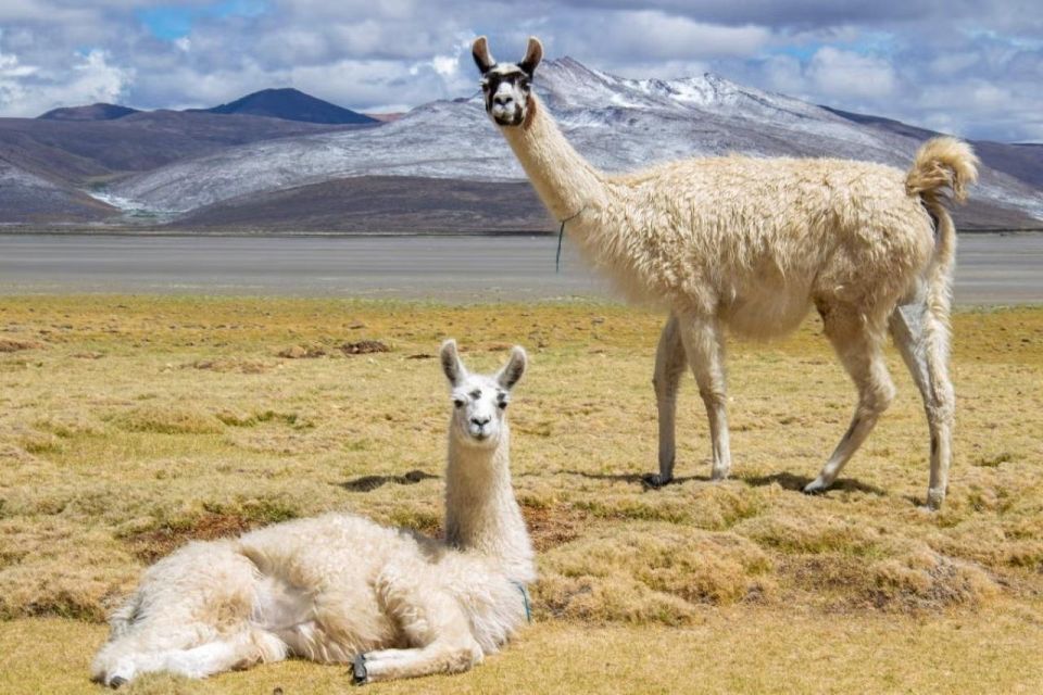 From Arequipa: Excursion to Salinas Lagoon - Natural Attractions