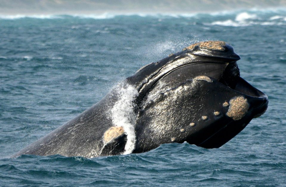 From Augusta: Educational Whale Watching Cruise - Inclusions