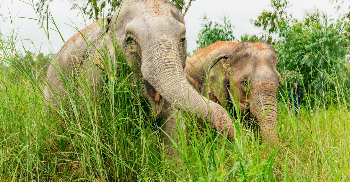 From Bangkok: Pattaya Ethical Elephant Sanctuary Day Trip - Transportation and Pickup Locations