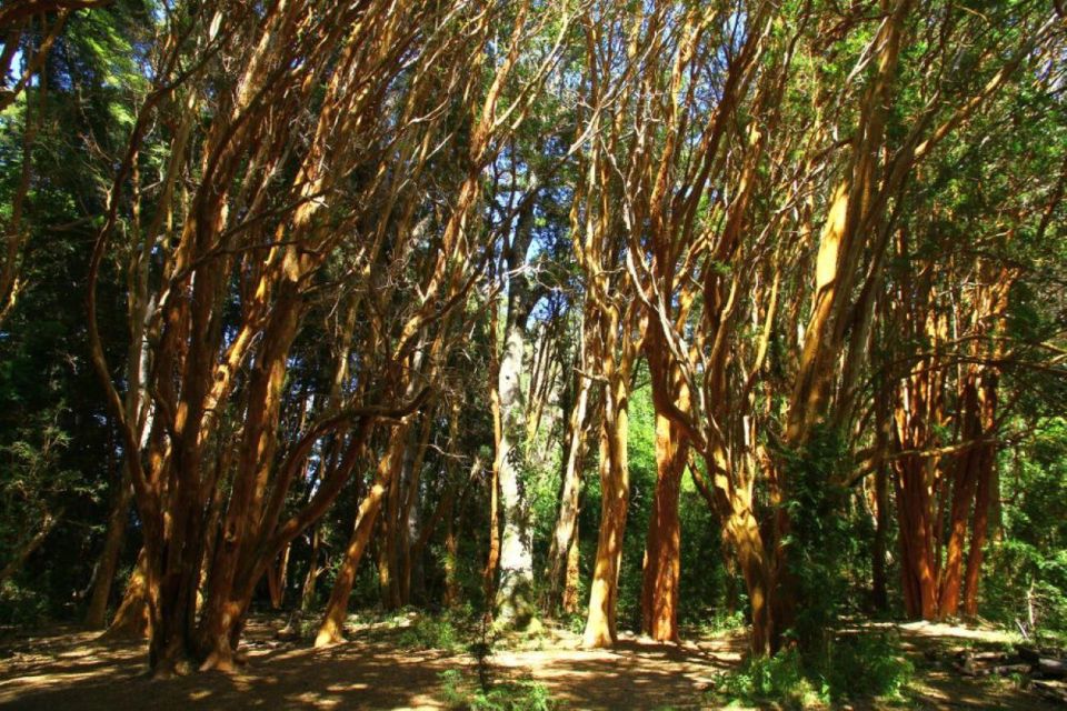 From Bariloche: Victoria Island & the Arrayanes Forest Tour - Unique Flora of Arrayanes